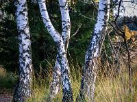 Hohes Gras und Birken